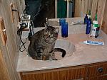 cats-016.JPG