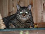 cats-017.JPG