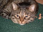 cats-018.JPG