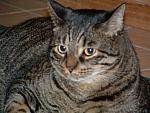 cats-019.JPG
