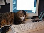 cats-020.JPG
