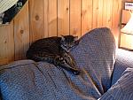 cats-021.JPG