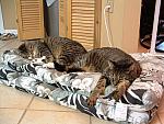 cats-022.JPG