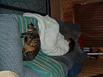 cats-023.JPG