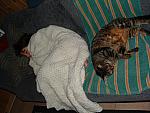 cats-024.JPG