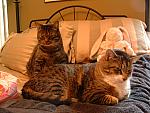 cats-025.JPG