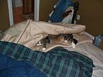 cats-027.JPG