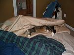 cats-028.JPG