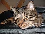 cats-029.JPG