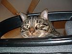 cats-030.JPG