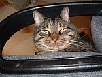 cats-031.JPG
