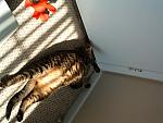 cats-032.JPG