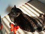 cats-033.JPG