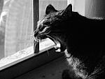 here_kitty_kitty.jpg