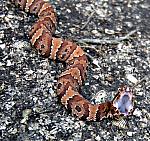 snake